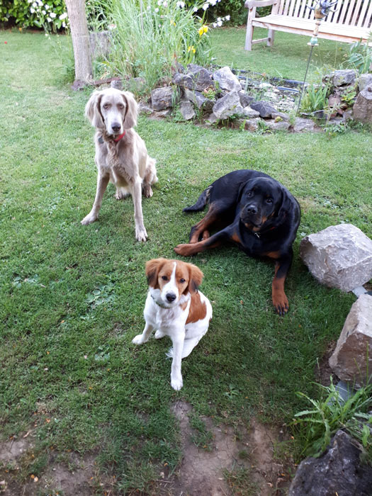 mobile_hundeschule_dreamteam_wuerzburg_20190608_201159