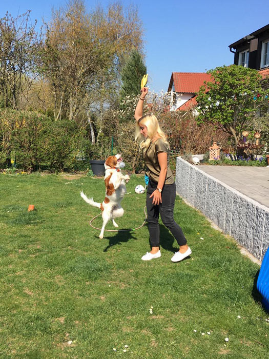 mobile_hundeschule_dreamteam_wuerzburg_IMG-20210407-WA0010
